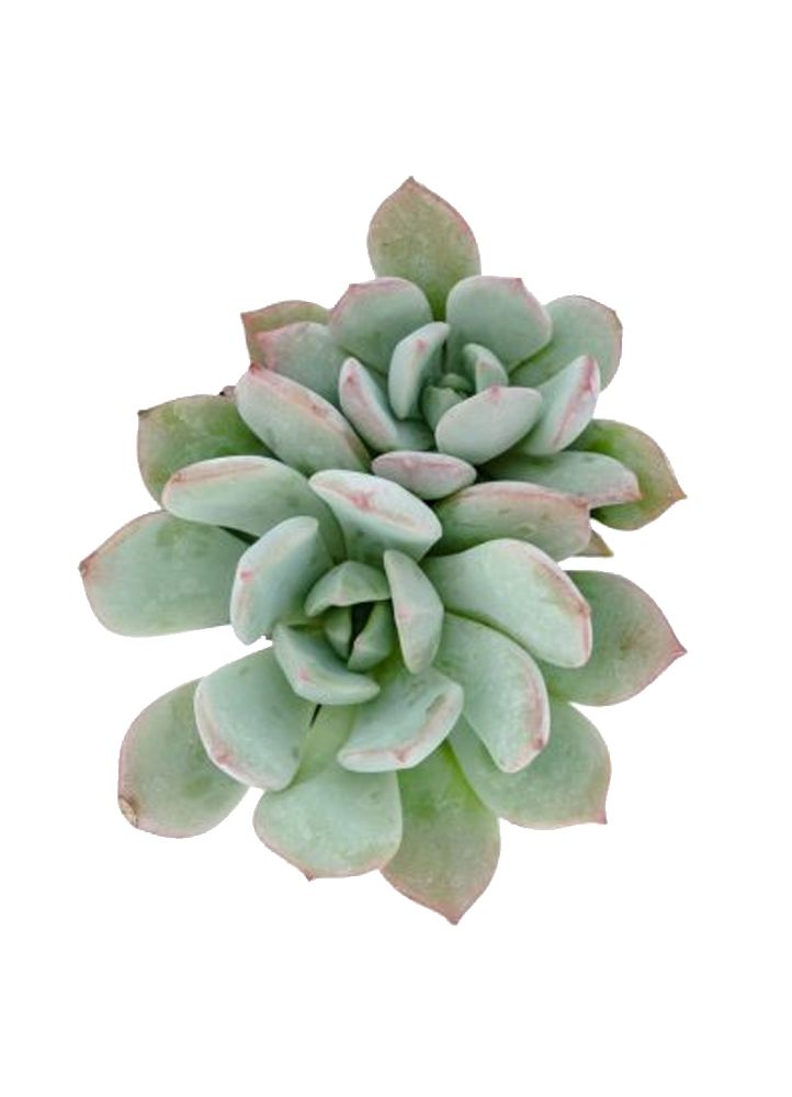 A Graptoveria 'Moonglow' plant with pale, milky aqua leaves and upward-facing golden-yellow flowers on short stalks.