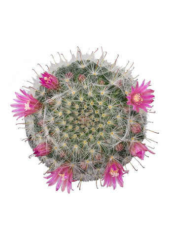 Mammillaria bocasana – Altman Plants