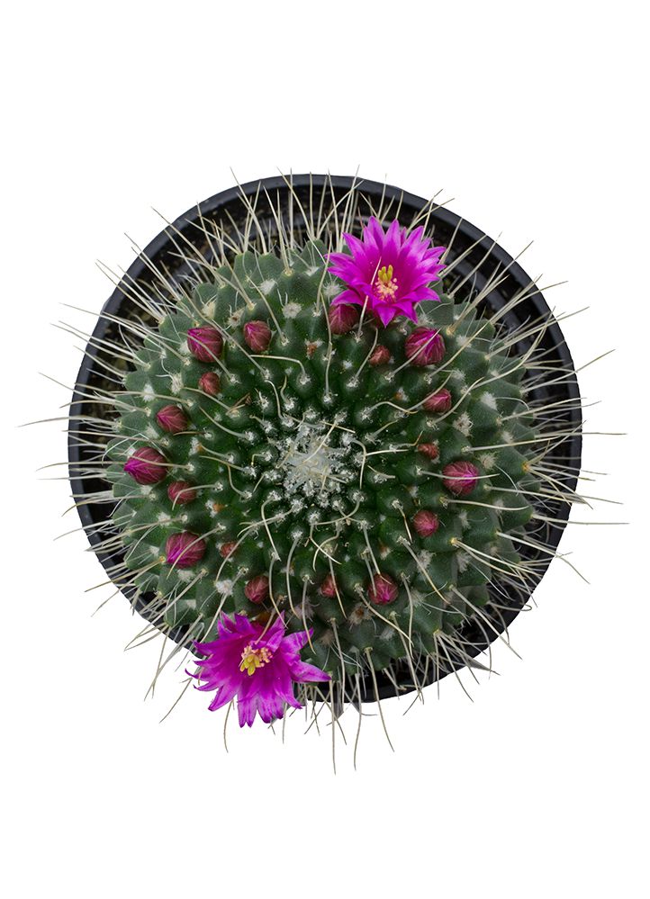 A close-up image of a cactus with white spines and pink flowers, forming a geometric pattern.