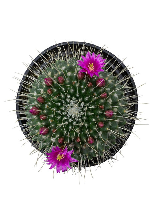 A close-up image of a cactus with white spines and pink flowers, forming a geometric pattern.