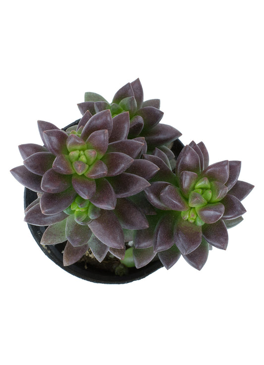 A potted Sedeveria 'Jet Beads' plant with dark bronze-tinted foliage on short stems, showing a cluster of small, pointed leaves at the top.