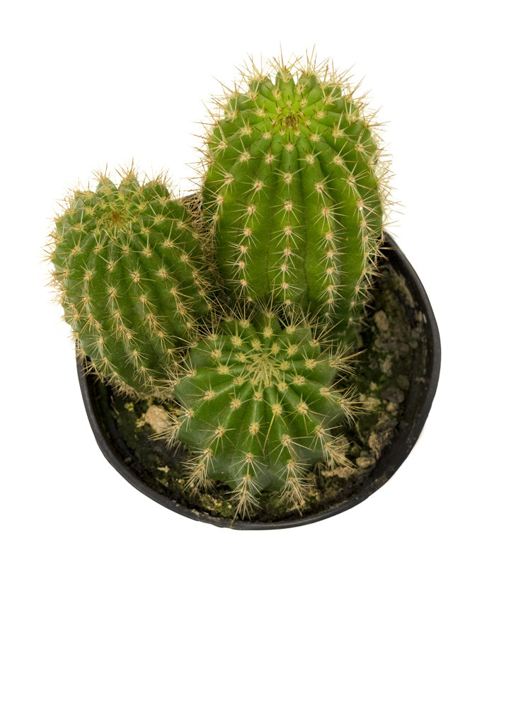 Trichocereus grandiflorus hybrid “Torch Cactus”